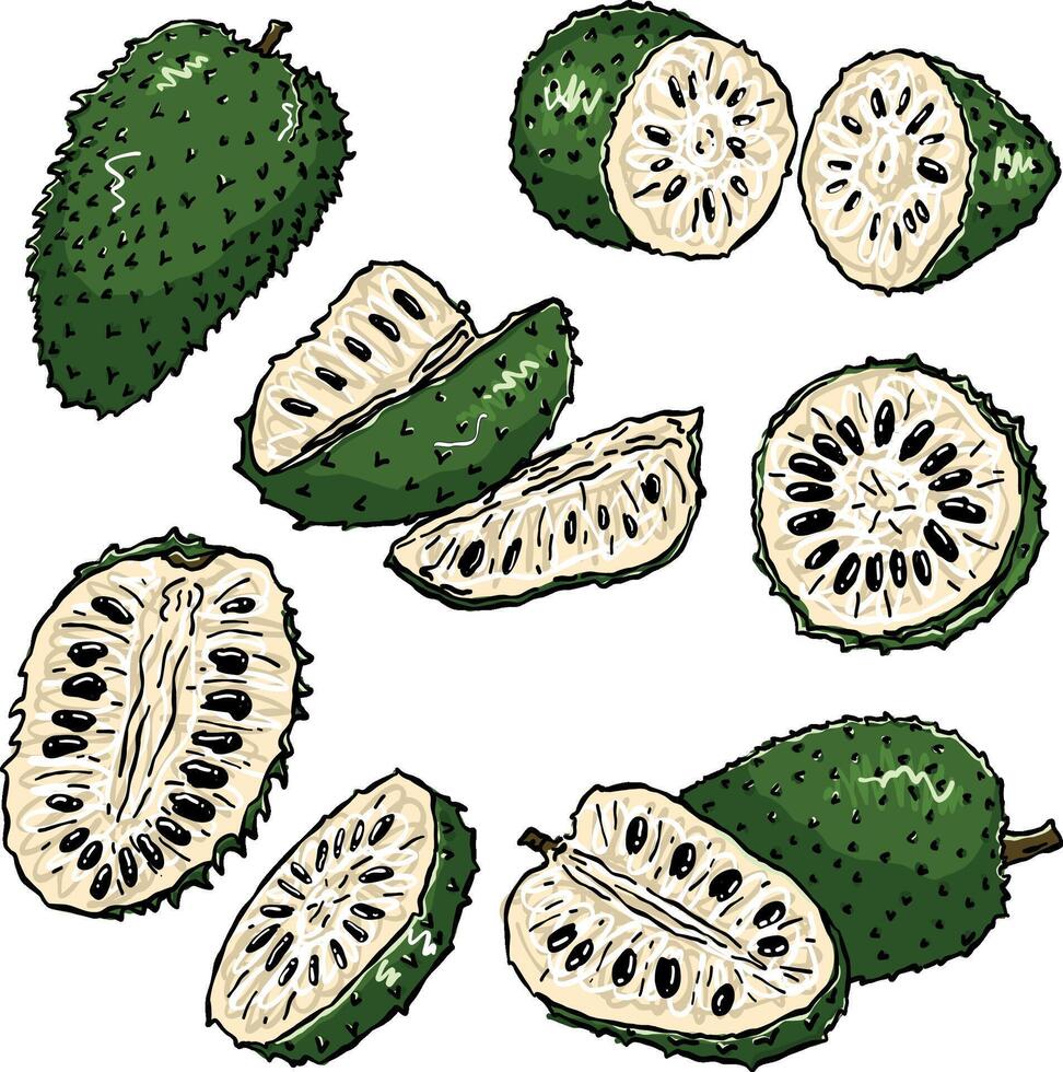 soursop illustration in color vector