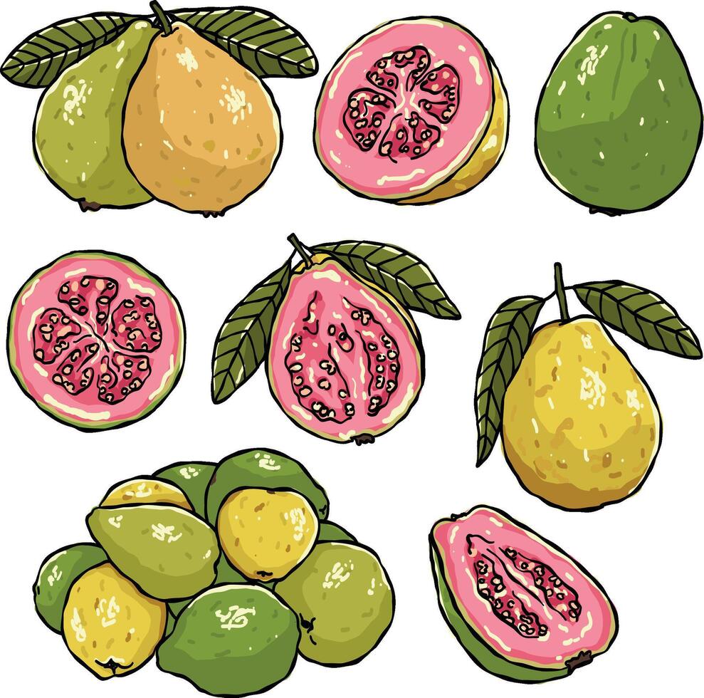 guava fruit illustration vector