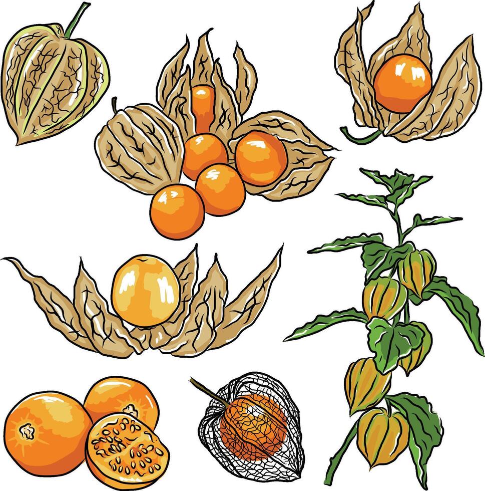 illustration of exotic fruit Uchuva. golden berry vector