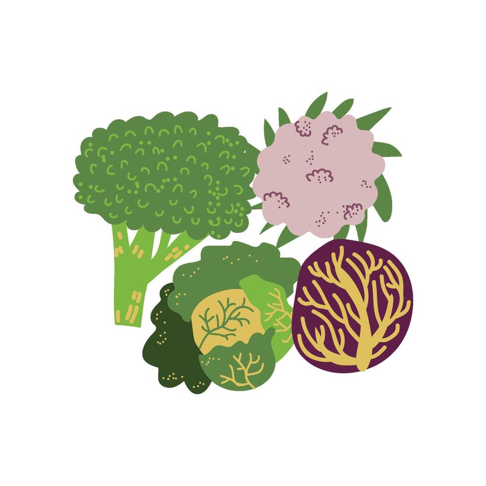 Different Cabbage Varieties Fresh Vegetable, Organic Nutritious Vegetarian Food for Healthy Diet Illustration vector