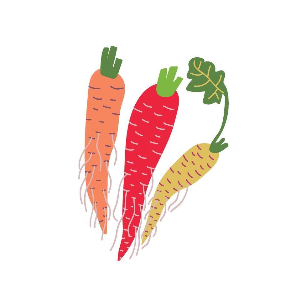 Different Carrot Varieties Fresh Vegetable, Organic Nutritious Vegetarian Food for Healthy Diet Illustration vector