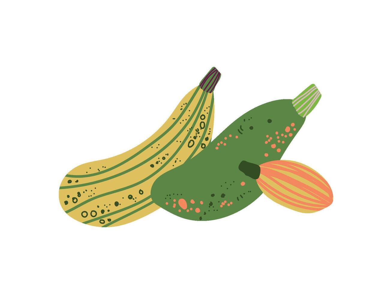 Different Zucchini Varieties Fresh Vegetable, Organic Nutritious Vegetarian Food for Healthy Diet Illustration vector