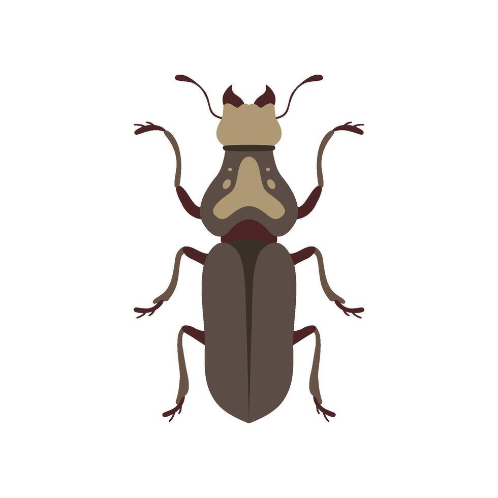 Beetle Insect, Bug Insect Species Top View Flat Illustration vector