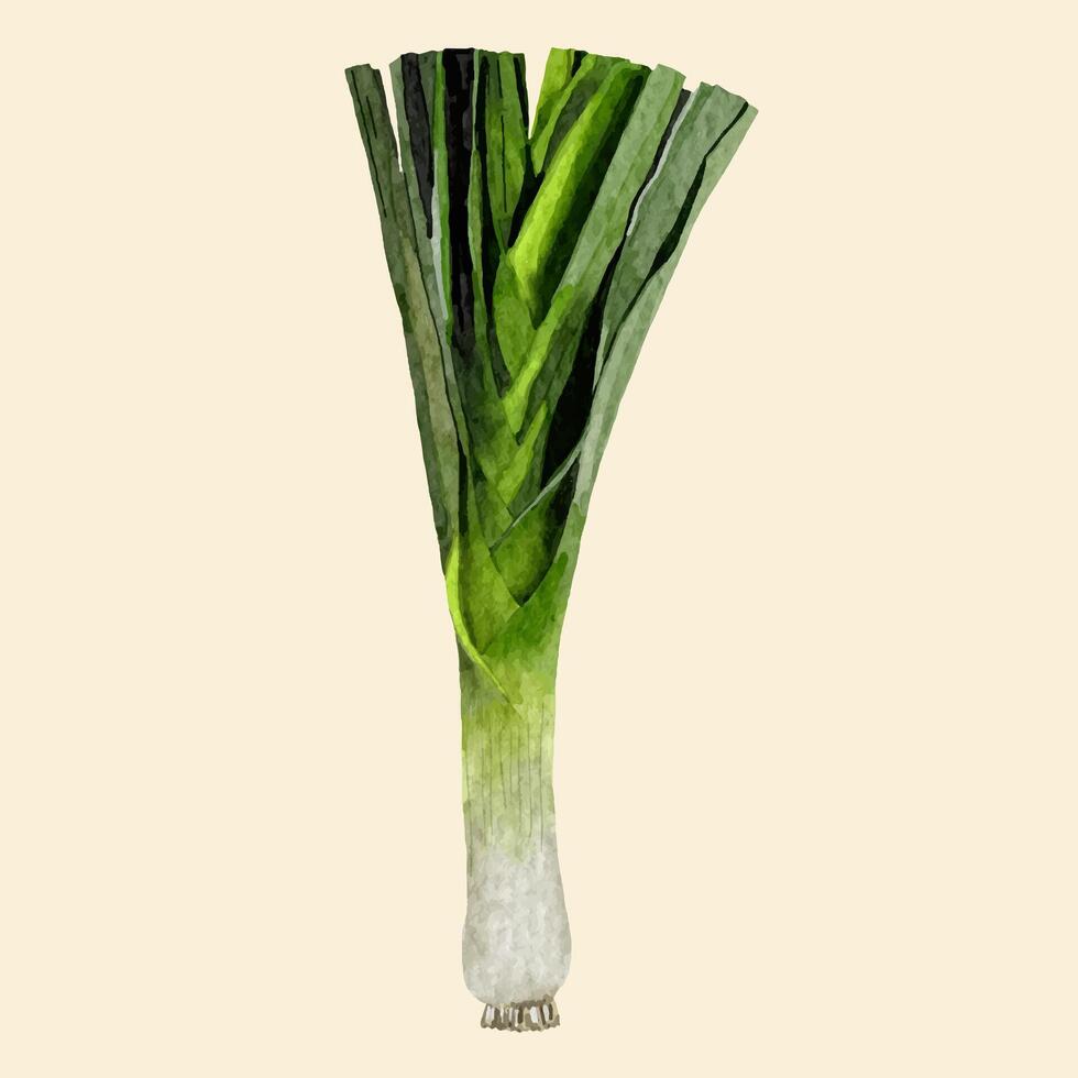 Hand drawn Japanese spring onions, watercolor style. vector