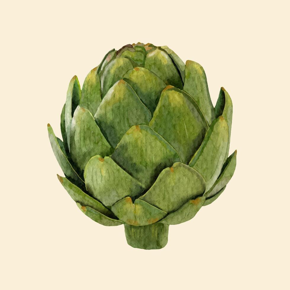 Hand drawn Artichoke, watercolor style. vector