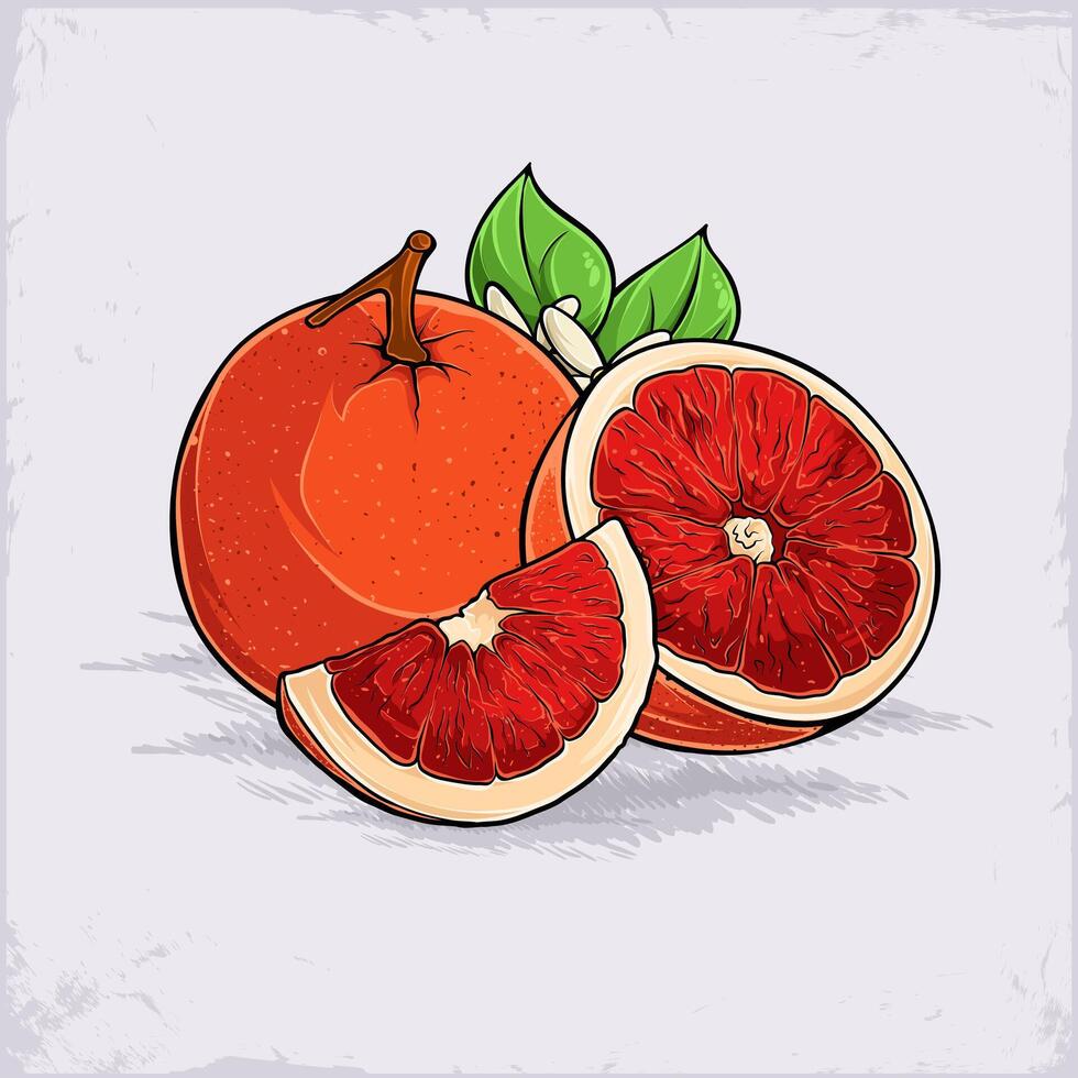 Hand drawn set of fresh juicy full and cut out sliced blood orange, rich of vitamins good for health vector