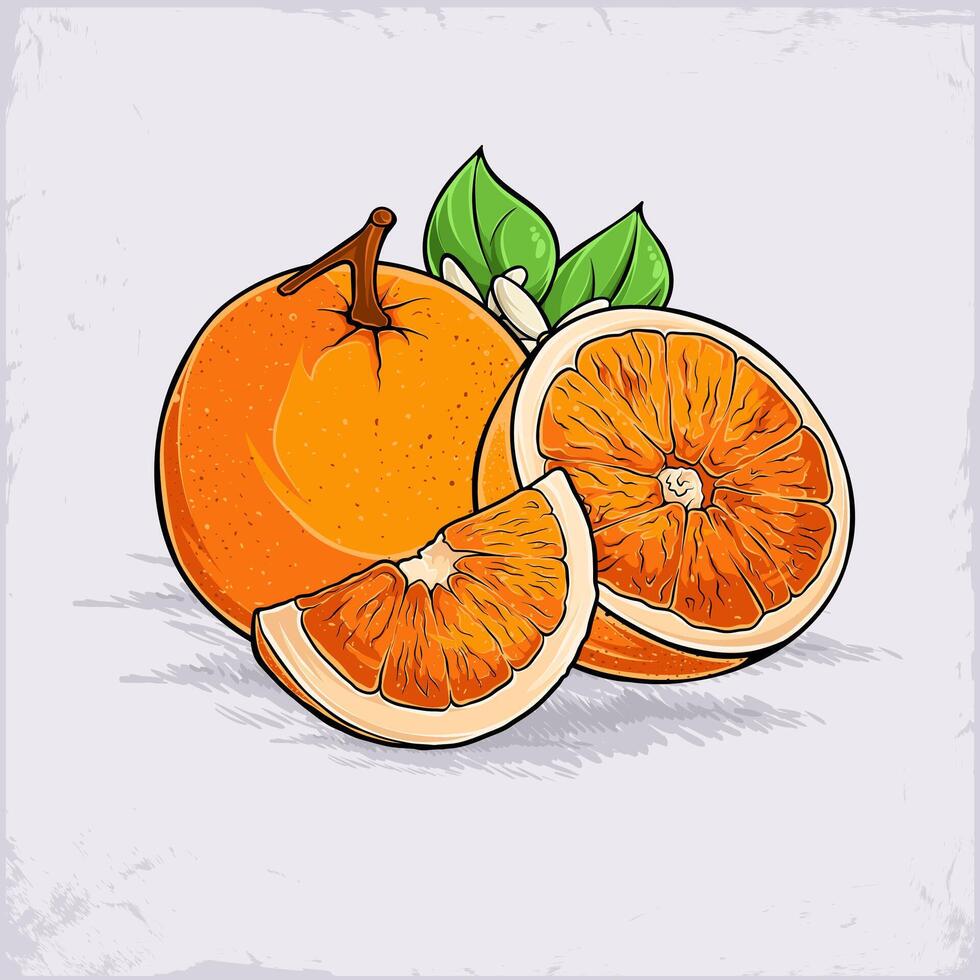 Hand drawn set of fresh juicy full and cut out sliced oranges, rich of vitamins good for body health vector