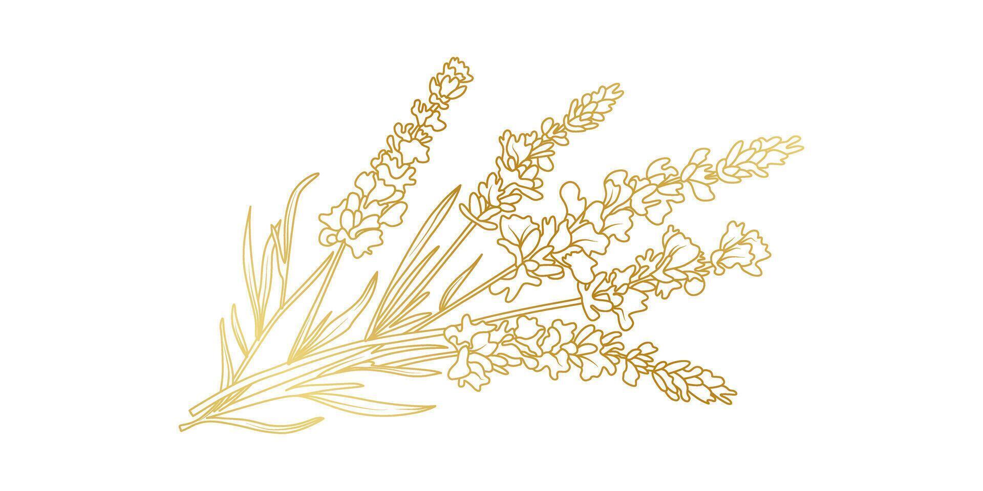 Golden Lavender flowers line art isolated on white background. Luxury Lavender floral design elements for invitation, wedding, wallpaper, print template, illustration vector