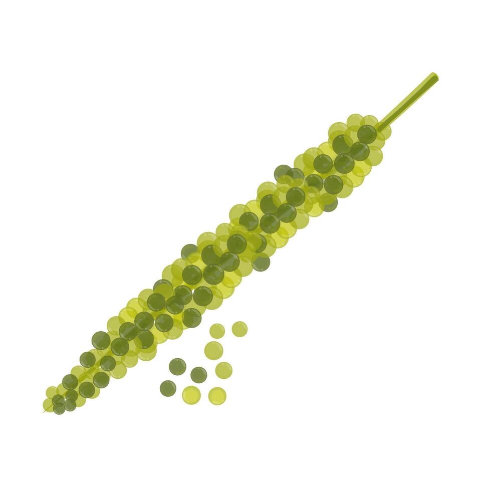 Illustration Logo Clipart Caulerpa lentillifera Umibudo Sea grapes seaweed vector
