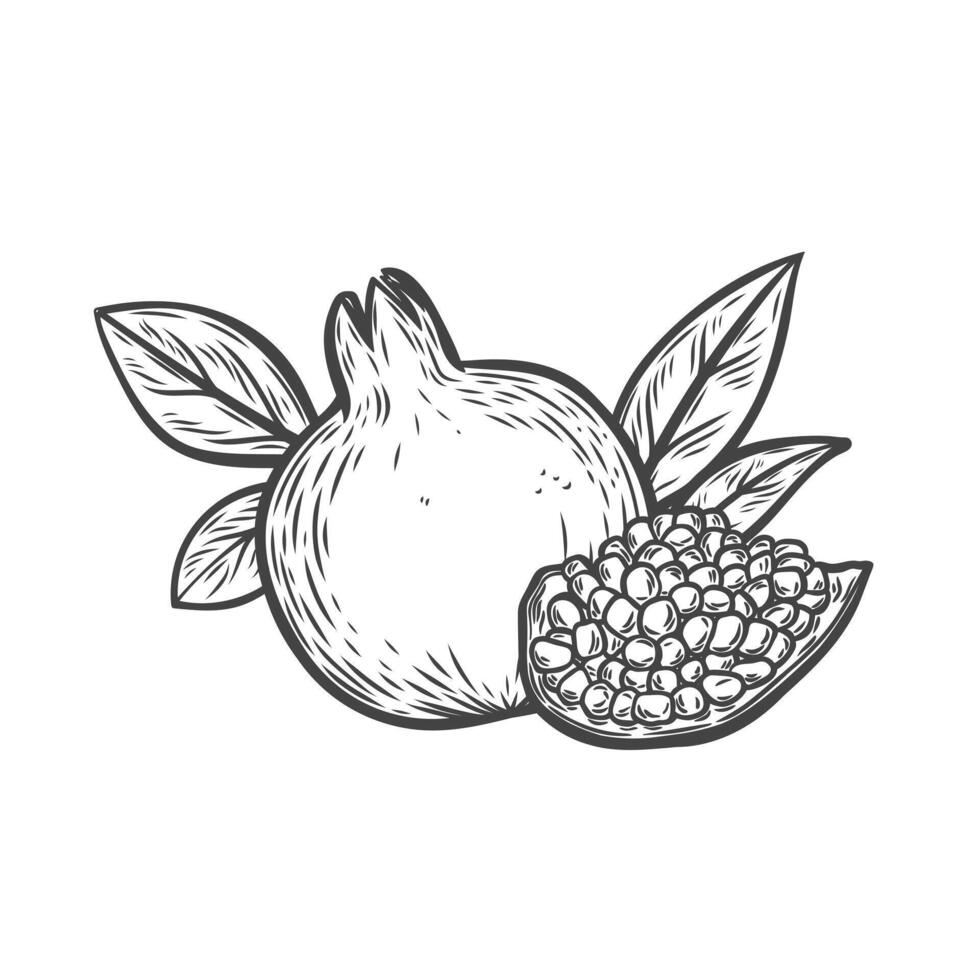 Pomegranate fruit in line drawing style vector