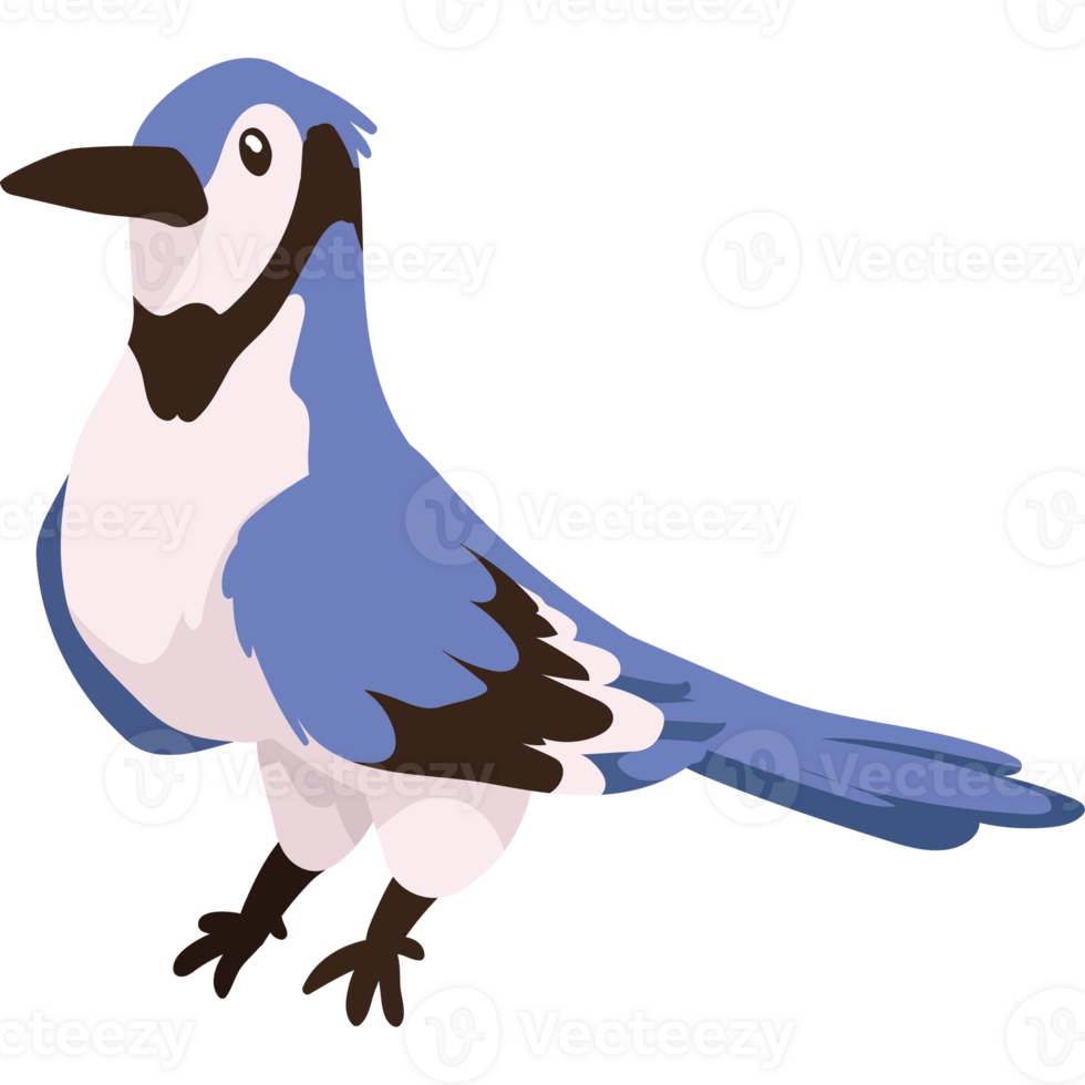 Blue jay bird clipart png