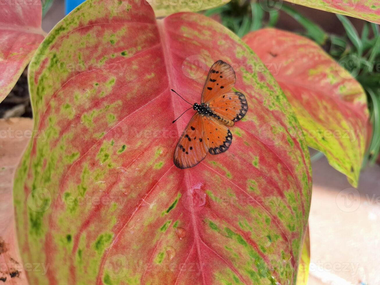 Illustration of a background of an orange and black butterfly perched on a red leaf. photo
