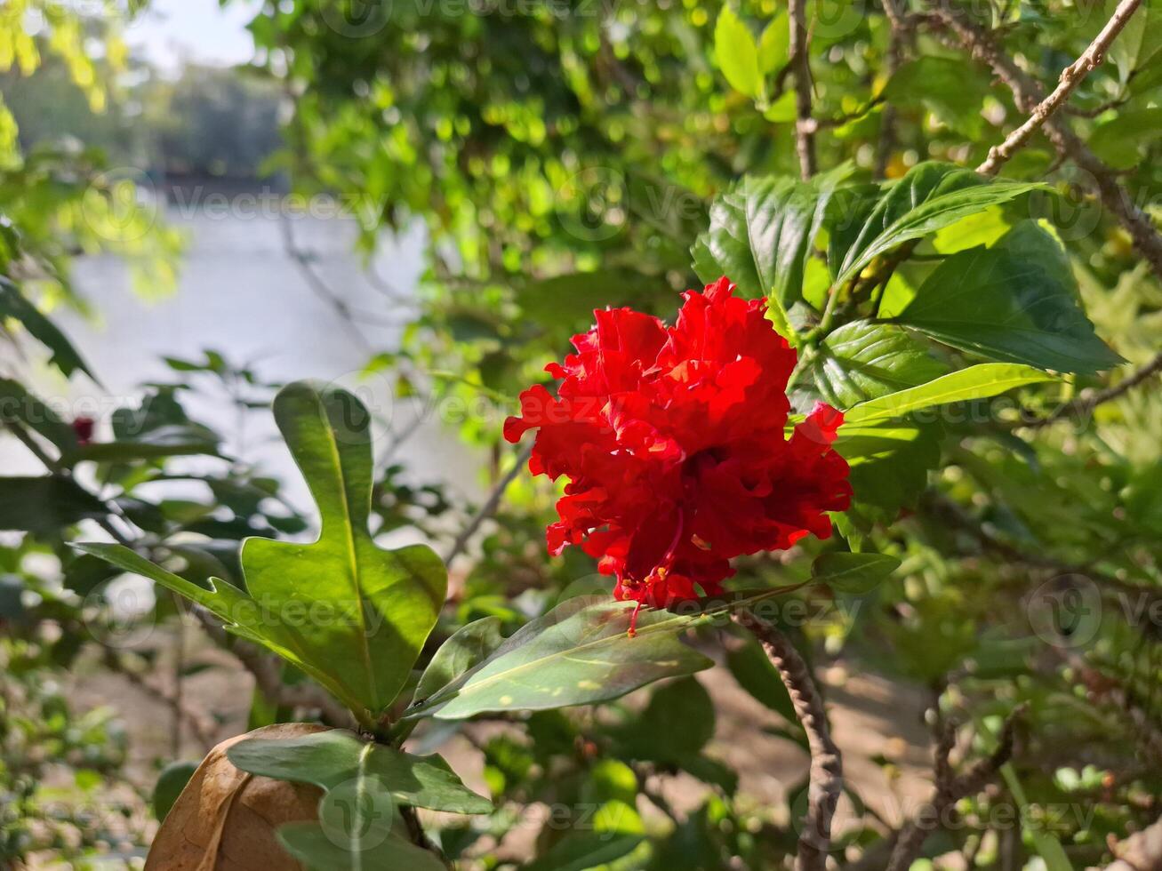Blurred image of a riverside river with a single bright red flower. photo