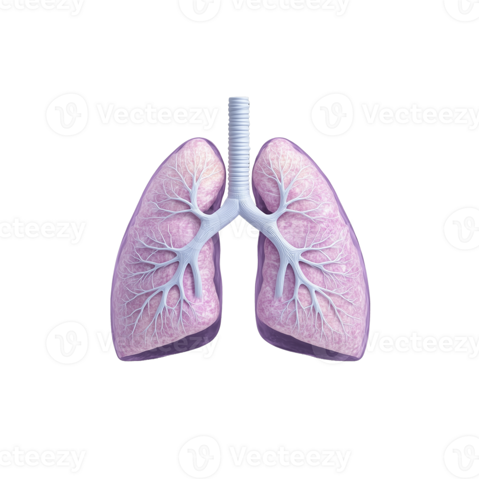 Lungs Anatomical Illustration On Transparent Background Showcasing Lungs Anatomical Illustration On Transparent Background Showcasing Detailed Structure And Branches Png