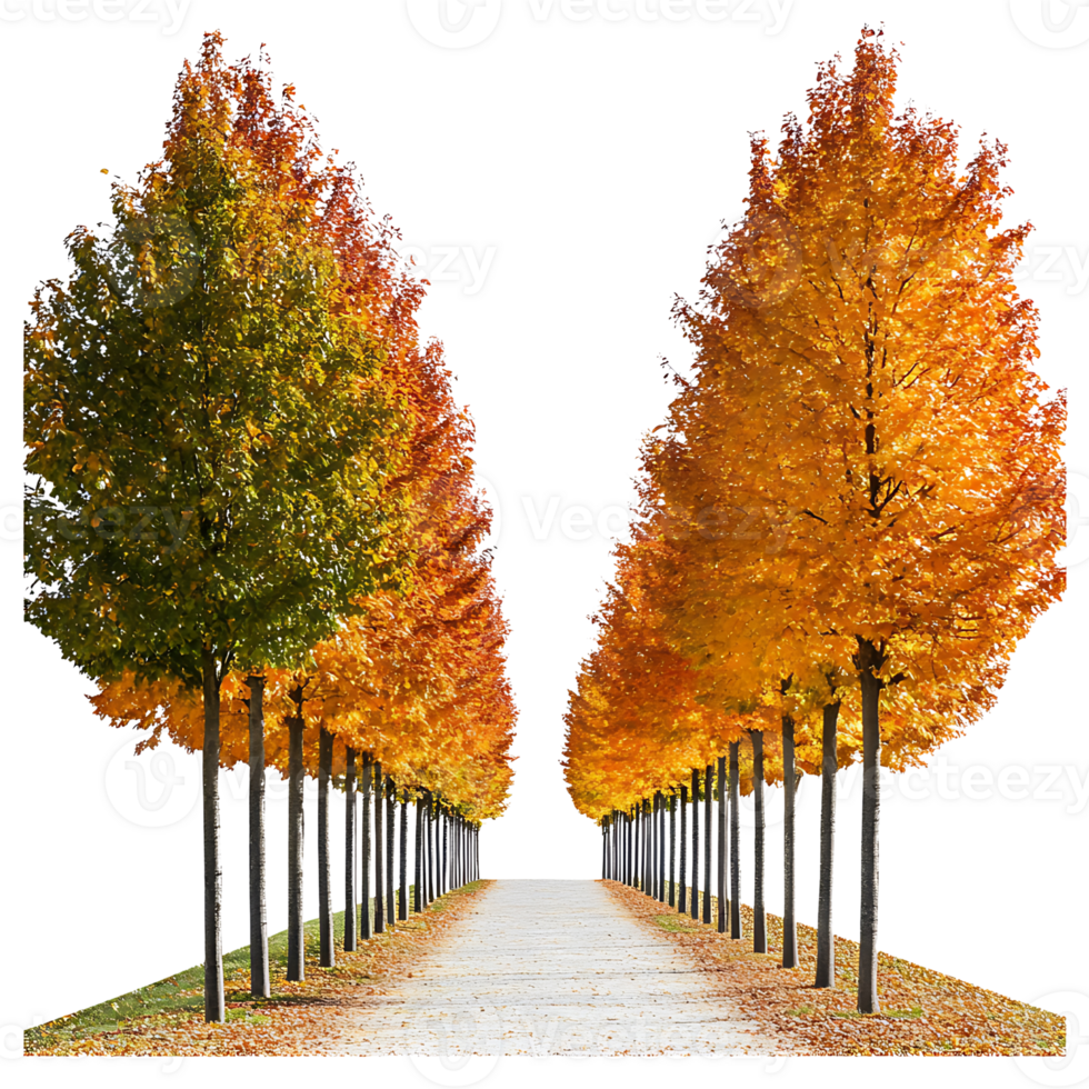 A row of trees with yellow leaves png