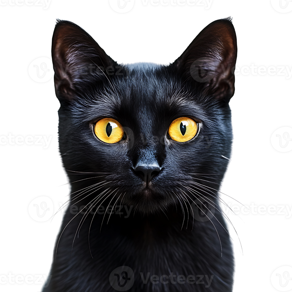 A black cat with yellow eyes png