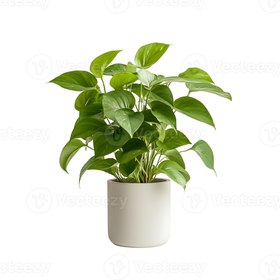 A potted plant in a white pot on transparent background png