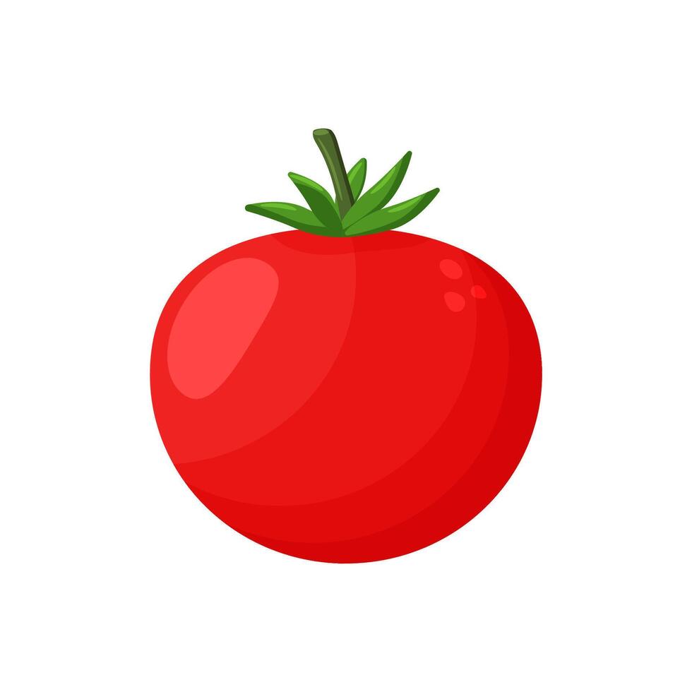 Red tomato clip art isolated on white background, tomatos cartoon infographics, illustration cartoon tomato simple flat, cute tomato for kindergarten child learning, tomato for flash card of kids. vector