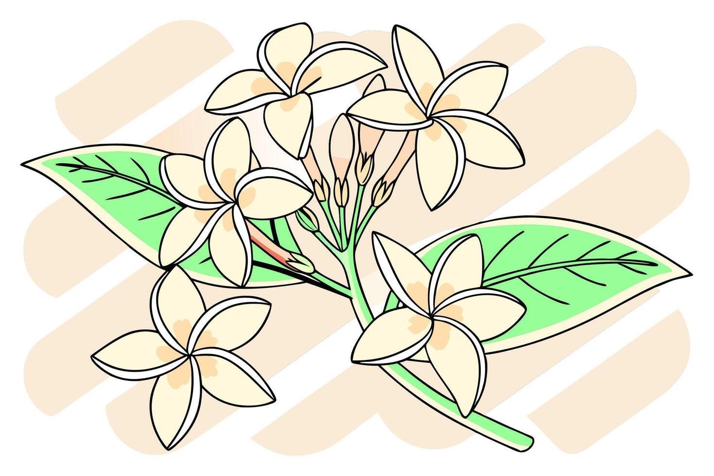 Cream Plumeria Flowers Line Art Elegant Botanical Illustration High Res . vector