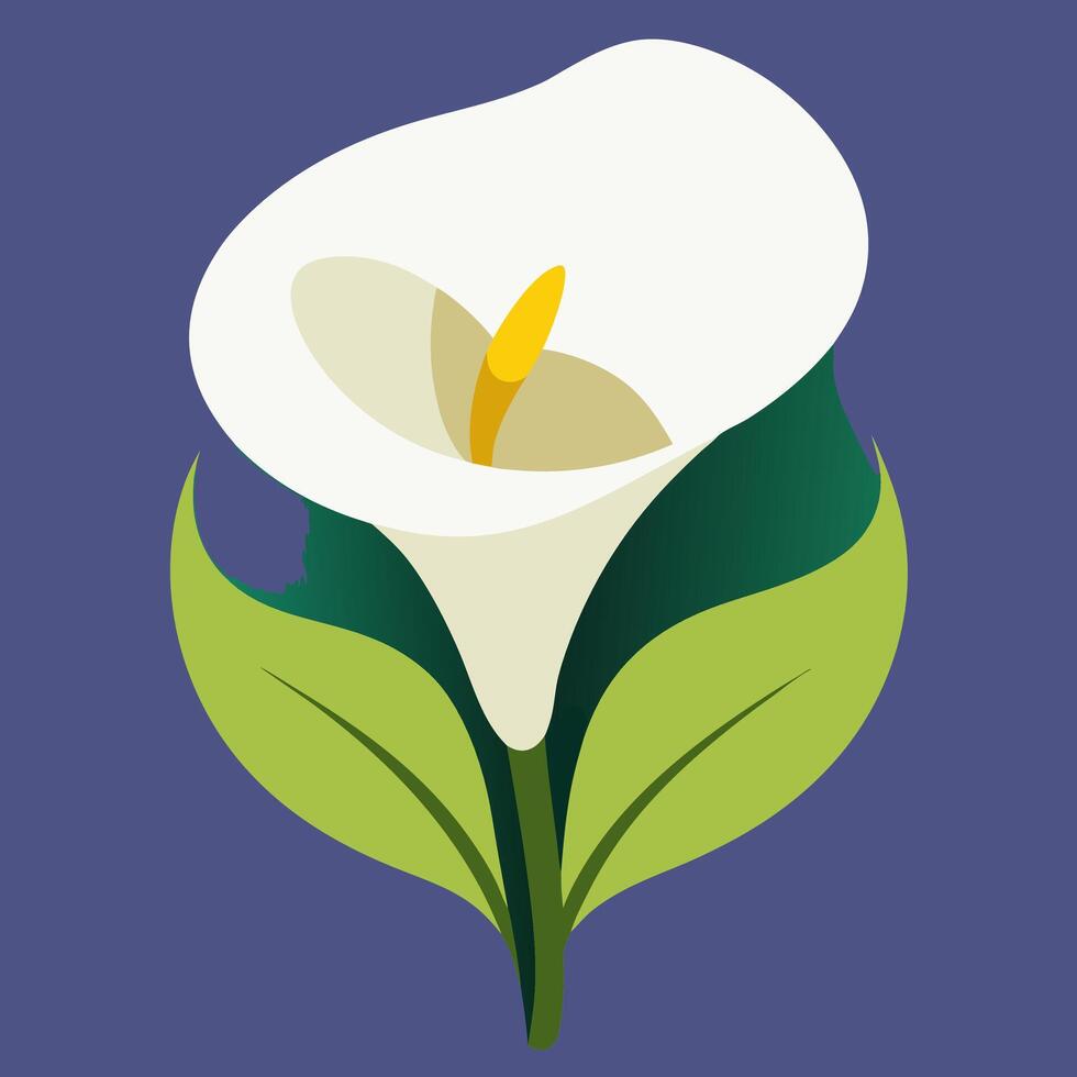 White Calla Lily Flower Illustration - Minimalist Graphic. vector