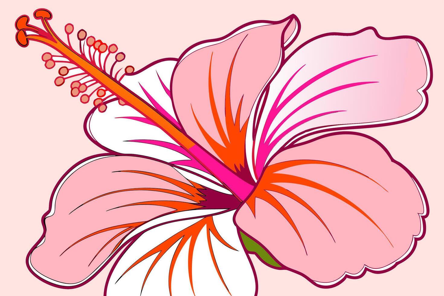 Professional Hibiscus Flower Illustration Pink, Orange. vector