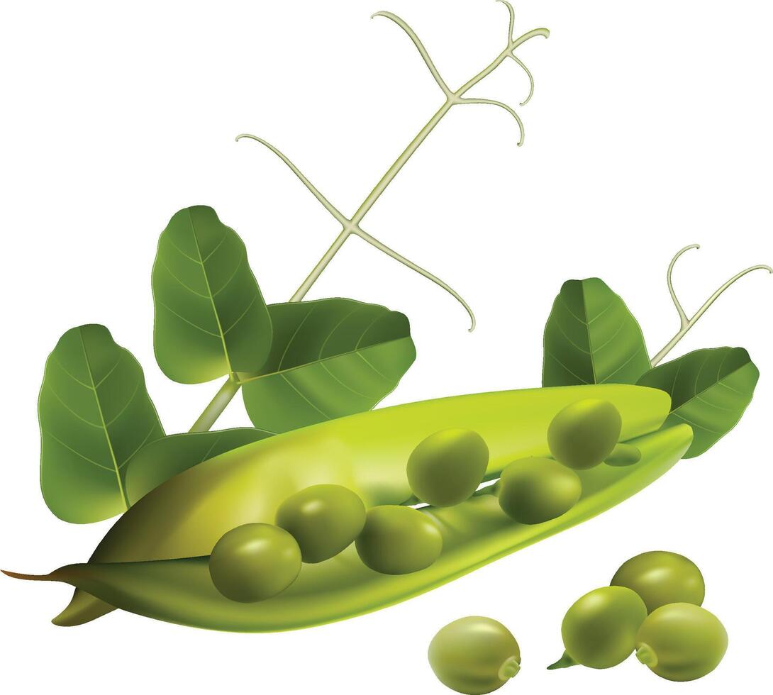 Realistic Green Peas with leaves vector