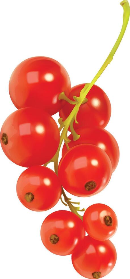 Realistic Branch of Red Currant vector