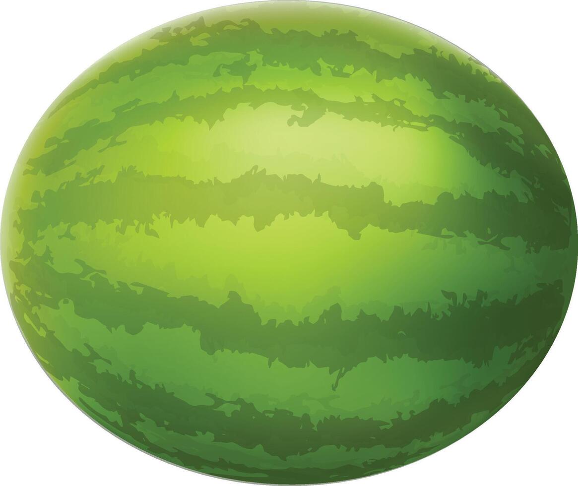 Realistic Organic Watermelon Fruit vector