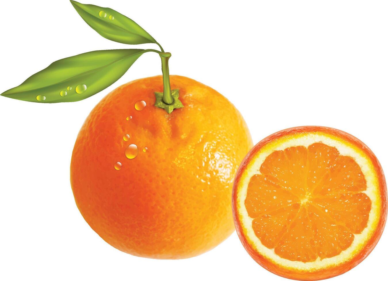 Realistic Ripe Orange with Leaf vector