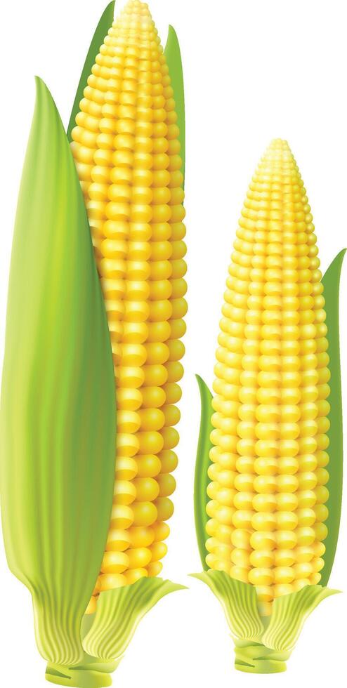 Realistic corn illustration vector