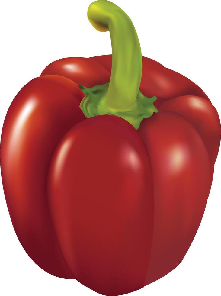 Realistic Red bell pepper vector