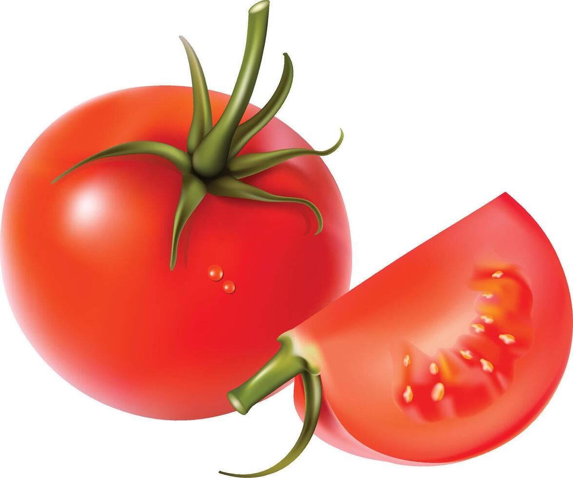 Realistic Organic Red Tomato with Tomato Slice vector