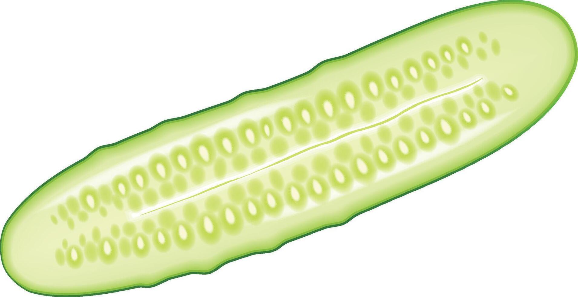 Half Cut Cucumber vector