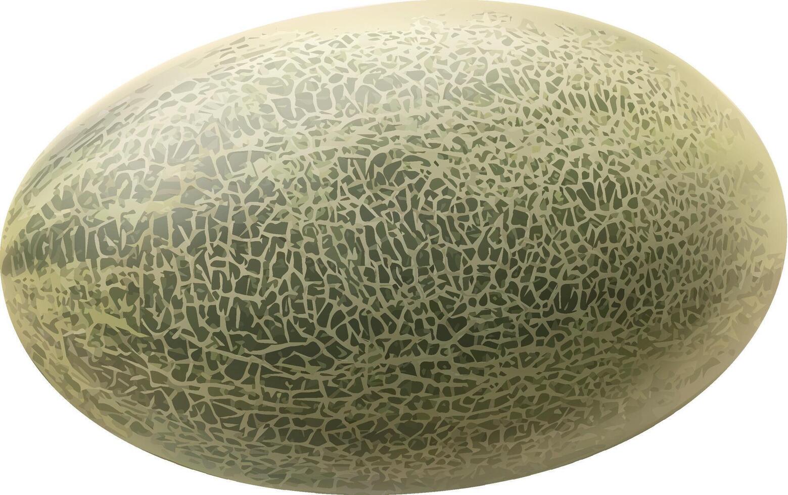 Realistic Organic cantaloupe melon vector