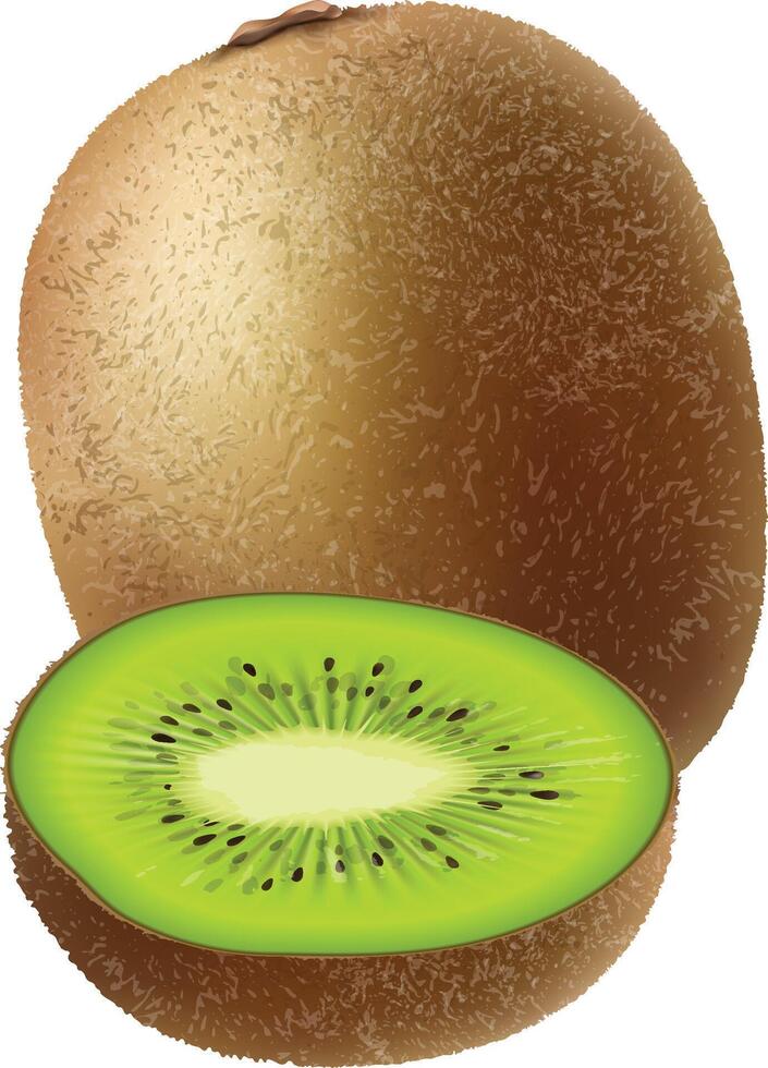 Realistic Kiwi Fruits vector
