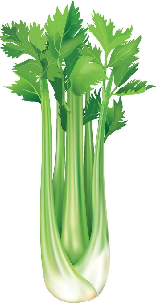 Realistic Fresh Vegetable Celery vector