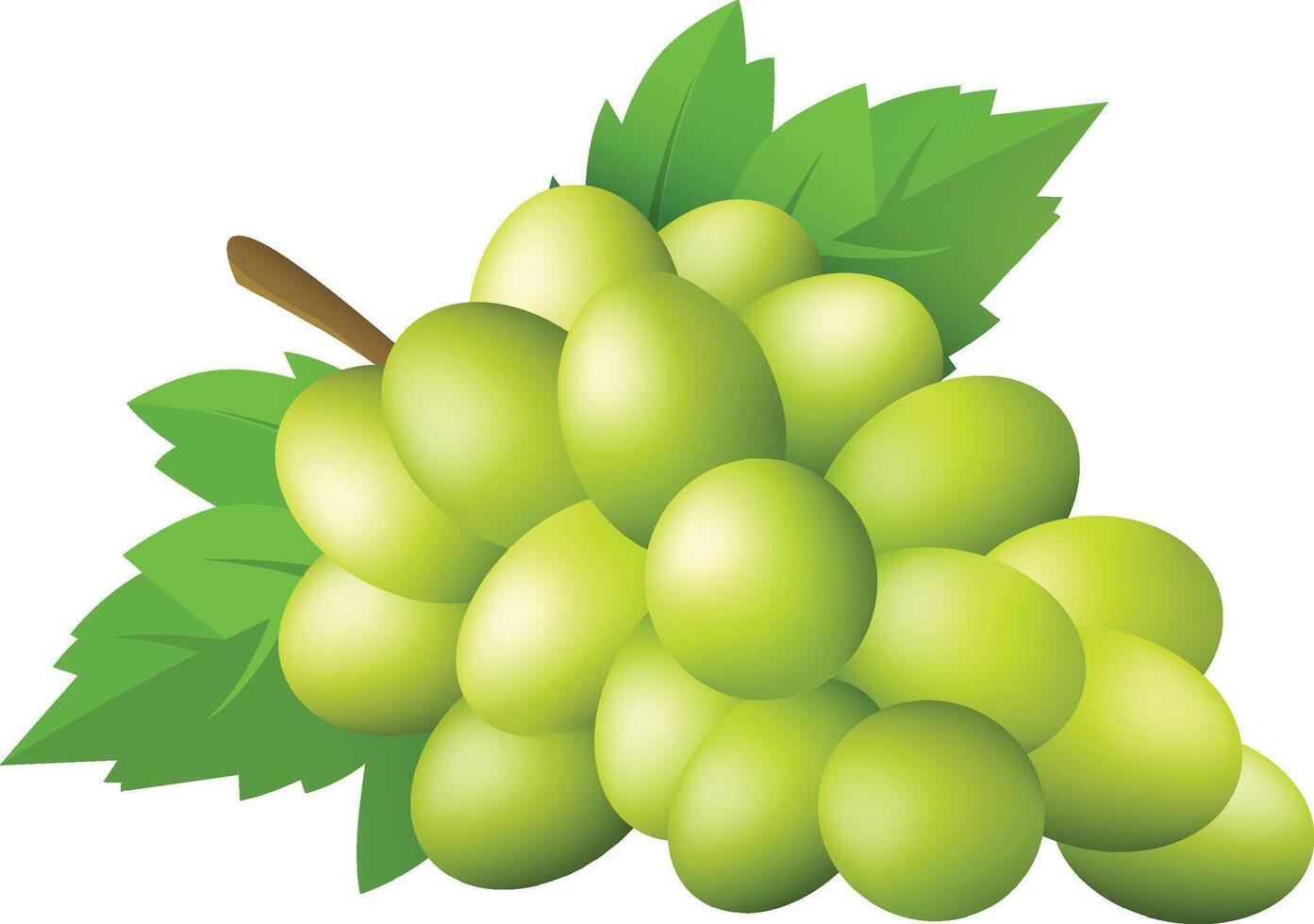 Realistic Green Grapes vector