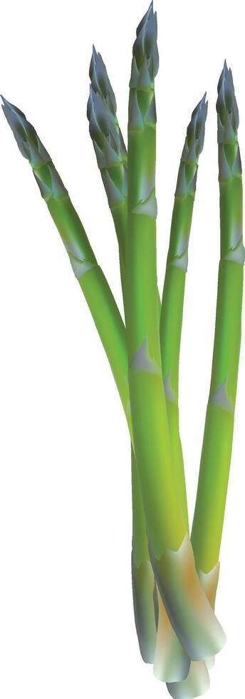Realistic Fresh green asparagus on white background vector