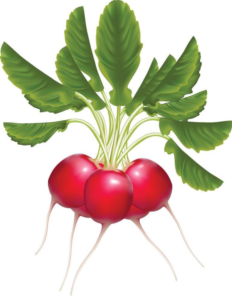 Realistic bunch of ripe red radish and green leaves vector