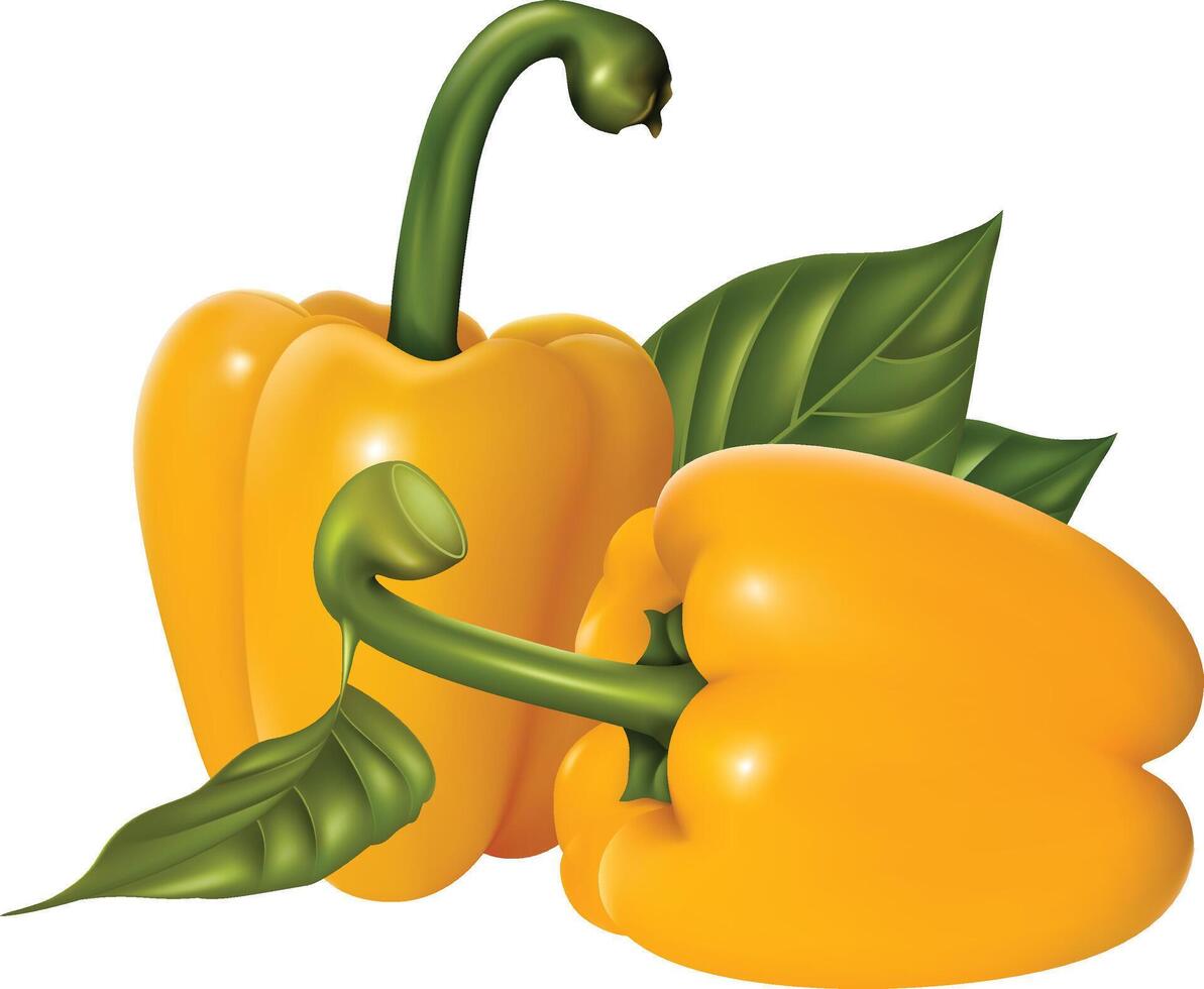 Realistic Yellow Bell Pepper vector