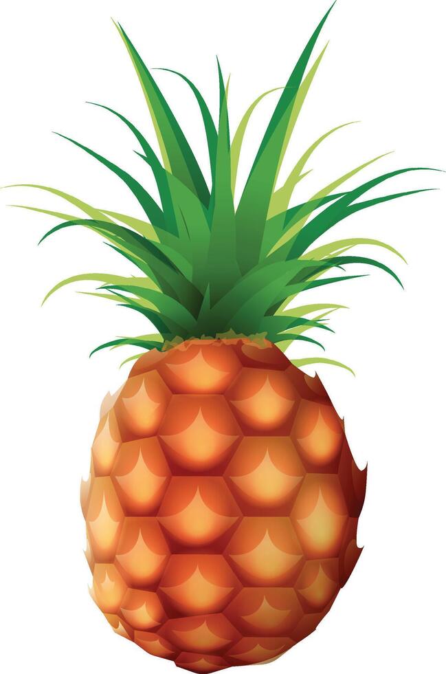 Realistic Pineapple Fruit vector