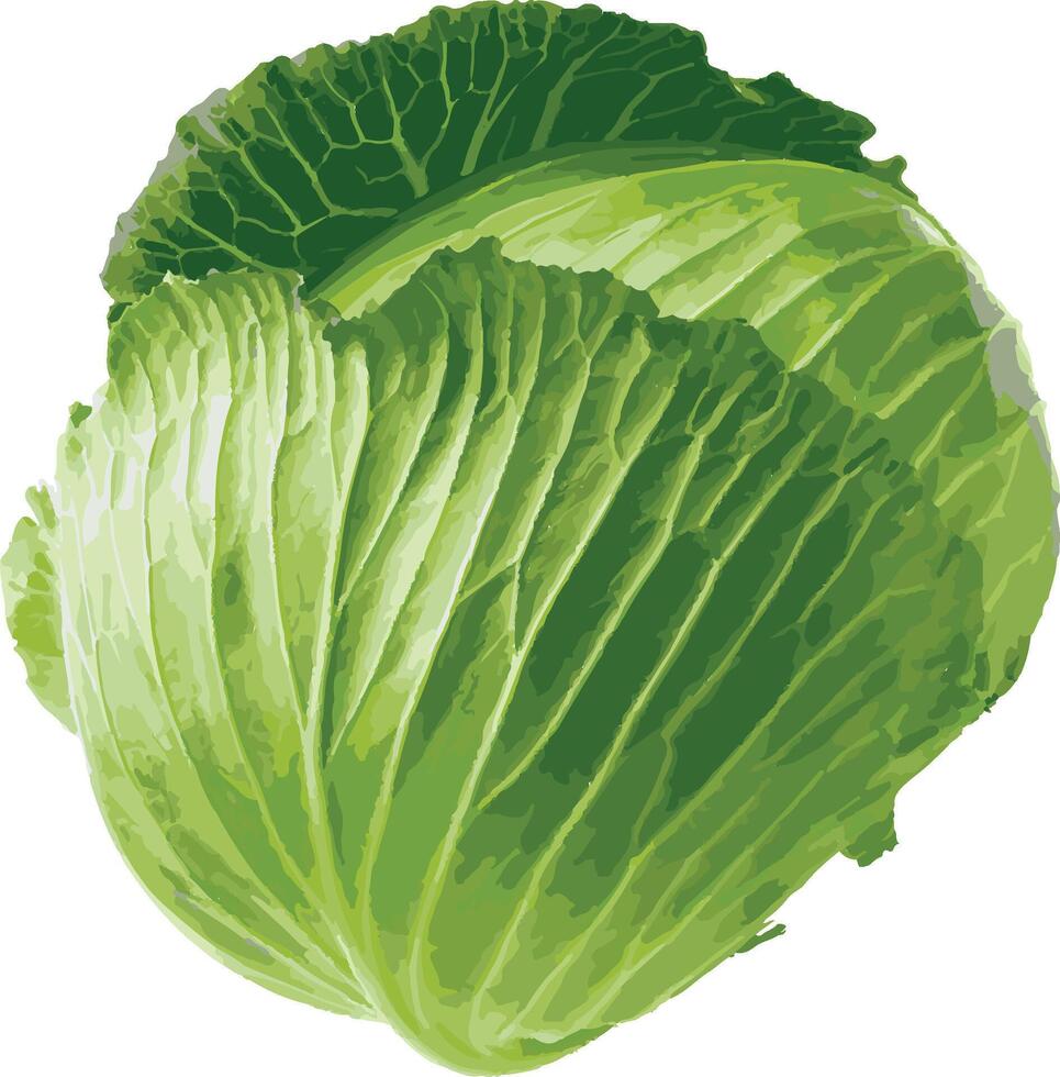 Realistic Fresh Green Cabbage vector