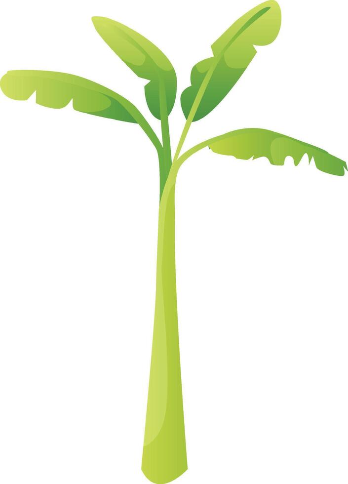 Green Banana Tree illustration vector