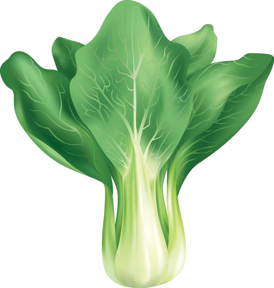 Realistic fresh green bok choy vector