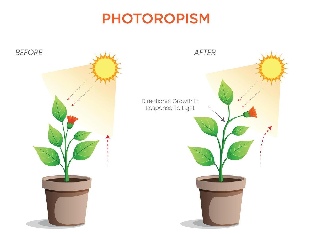 Phototropism How Plants Grow in Response to Light vector