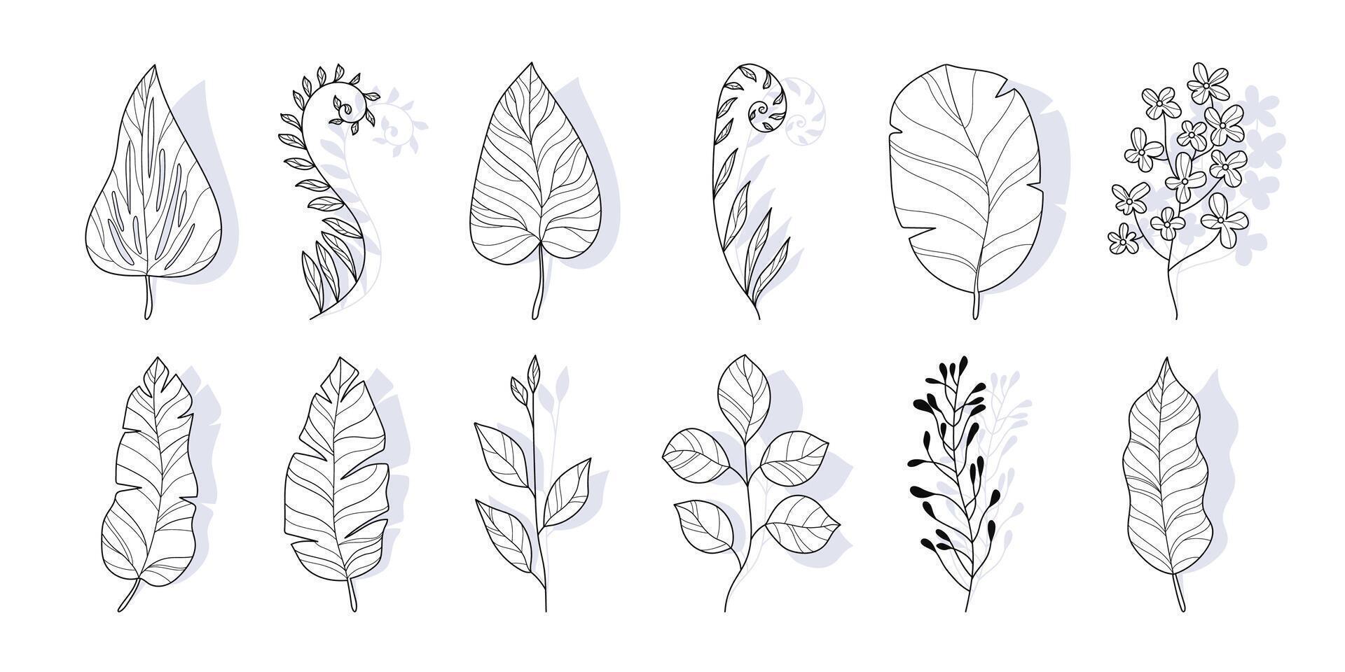 Outline Tropical Leaf Silhouettes in Hand Drawn Style. Branches of herbs isolated on white background. Botanical plants with leaves. Simple black ink greenery vector