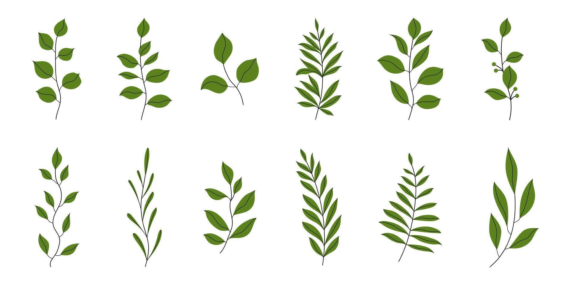 Set of Branches with Leaves in Hand Drawn Flat Style. Branches of herbs isolated on white background. Botanical plants with leaves. Simple black ink greenery vector