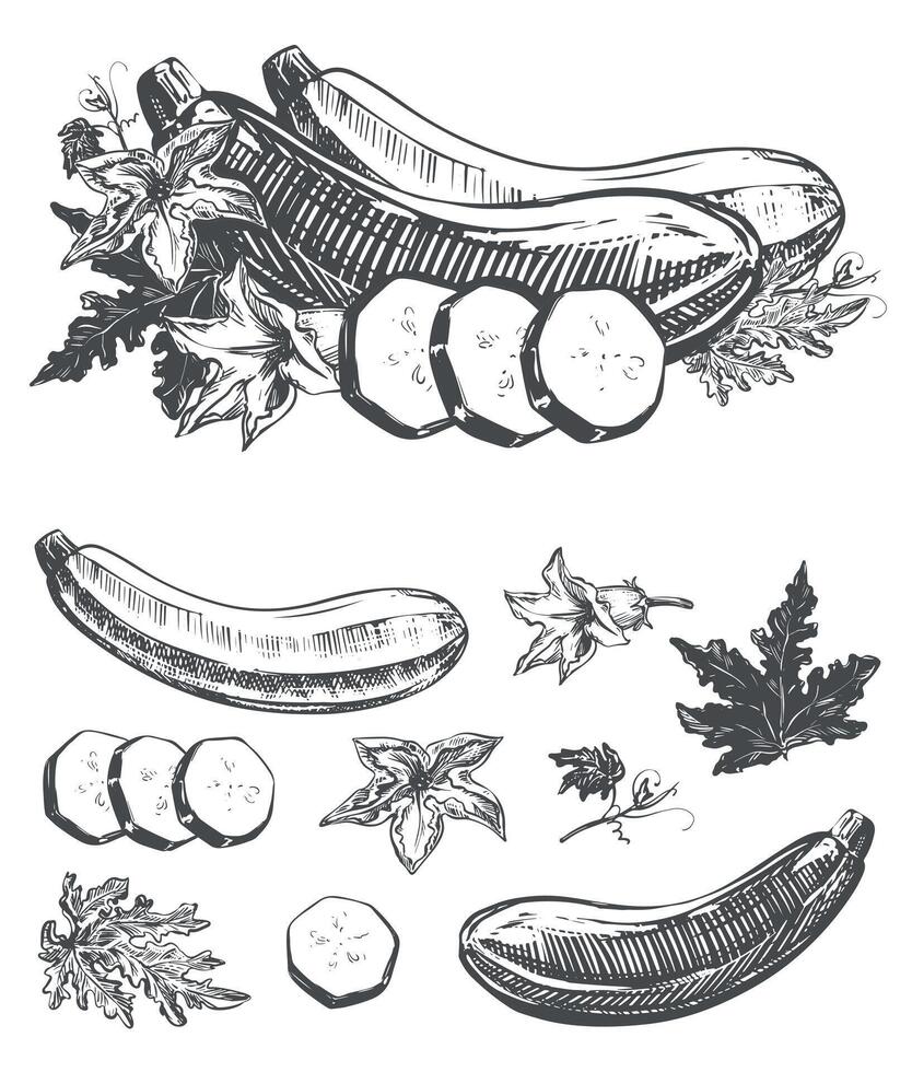 set with zucchini. Ripe vegetable, leaves, flowers, pieces in engraving technique. Squash sketch in ink on white background. Clipart for design of farm product. vector