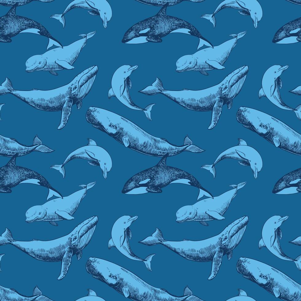 Seamless pattern with sea animals on a blue background. Hand drawn sketch in engraving technique. Sperm whale, humpback whale, dolphin, beluga whale, killer whale. Linear drawing with ink. vector