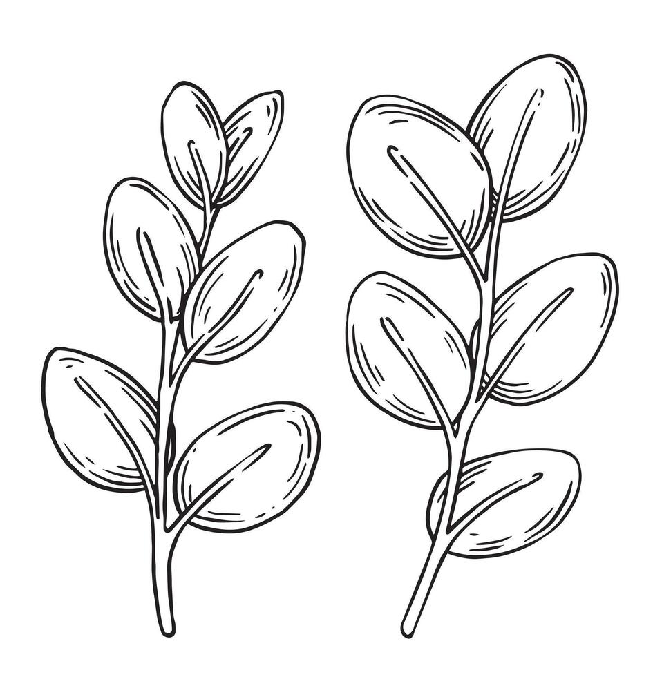 set of eucalyptus branches. illustration in sketch style. vector